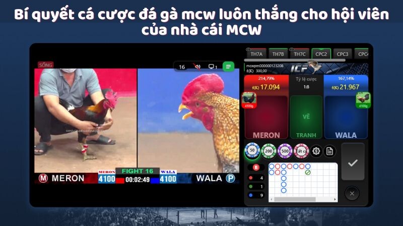 Bí quyết cá cược đá gà mcw luôn thắng cho hội viên của nhà cái MCW